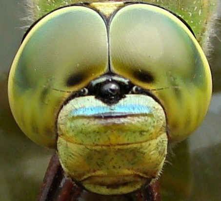 emperor
